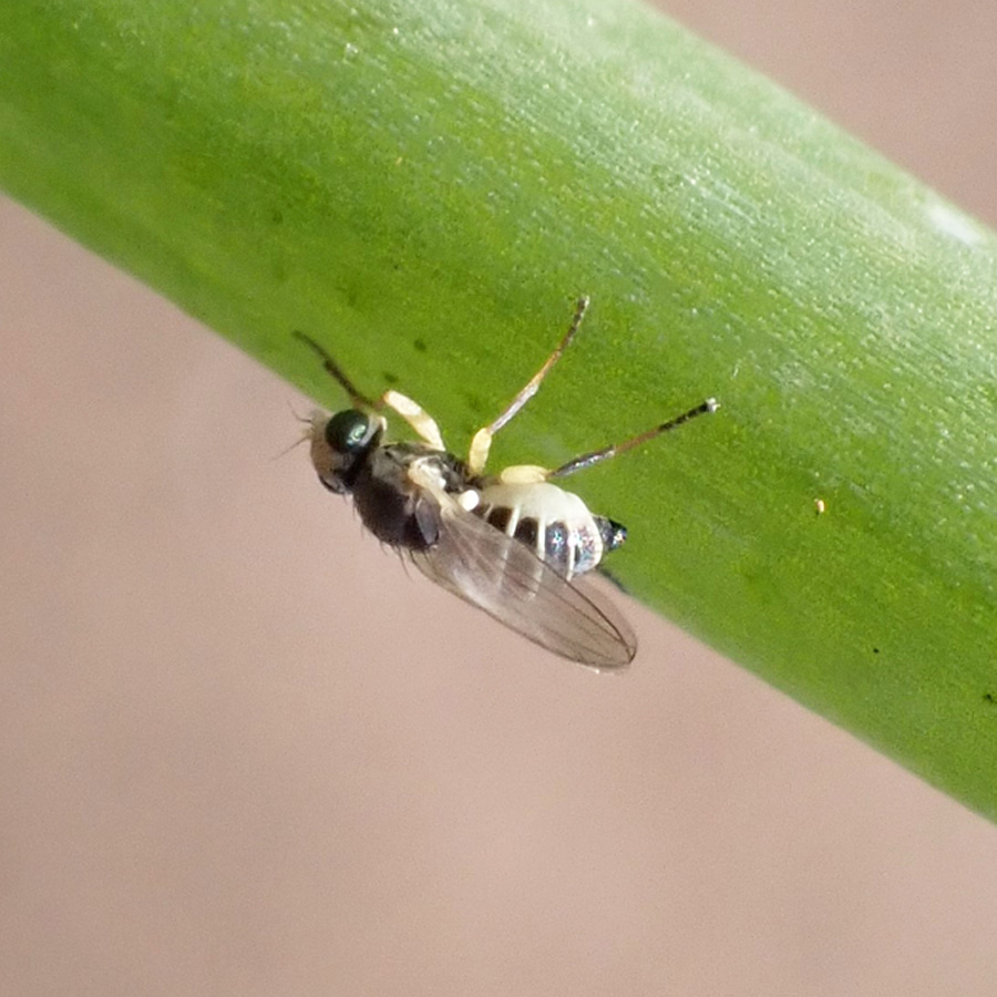 成虫（ネギハモグリバエ）