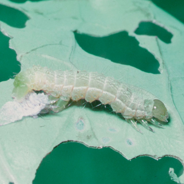 老齢幼虫（タマナギンウワバ）