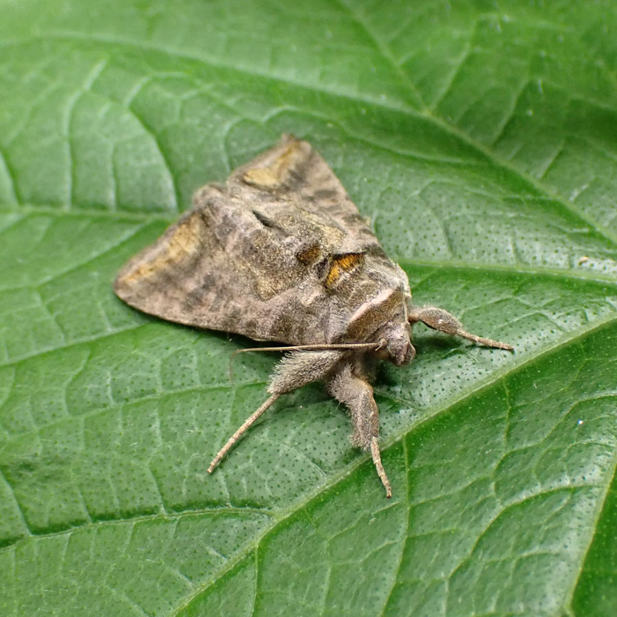 成虫（ウリキンンウワバ）