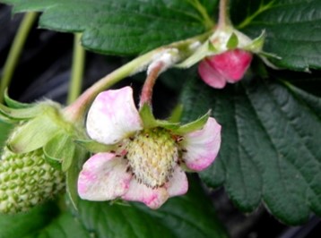 うどんこ病の発病花