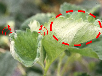 うどんこ病の発病葉