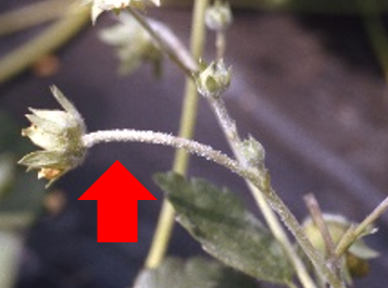 うどんこ病の発病果梗