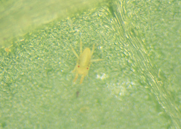 ナミハダニの幼虫