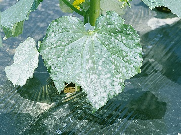 キュウリのうどんこ病