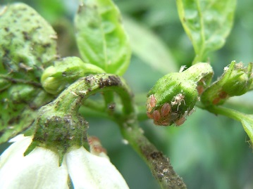 モモアカアブラムシと排せつ物による汚れ①