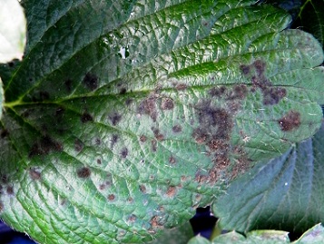 オンシツコナジラミによるすす病