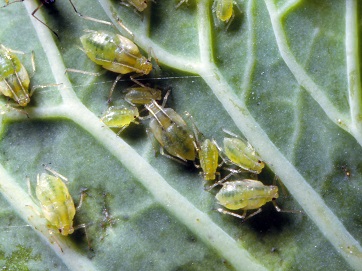 モモアカアブラムシ