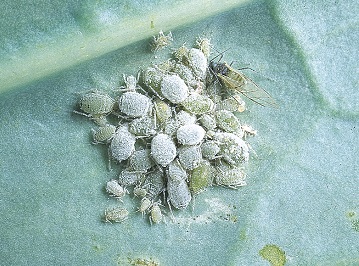 ダイコンアブラムシ