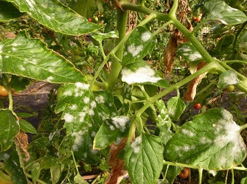 トマトのうどんこ病