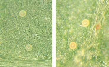 ナミハダニ、カンザワハダニの卵