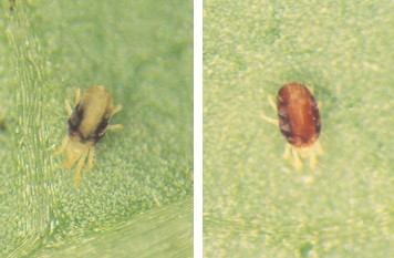 ナミハダニ、カンザワハダニの成虫
