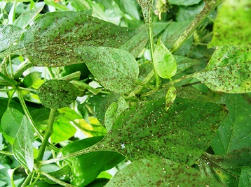 排せつ物による汚れ②