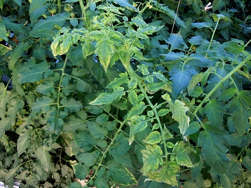 タバココナジラミ媒介のトマト黄化葉巻病