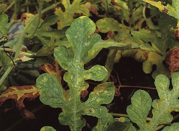 ハダニによるスイカの被害葉