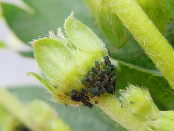 ワタアブラムシ