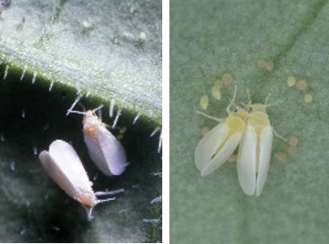 野菜類・果樹類・花き類・観葉植物のハダニ類、アブラムシ類 野菜類・果樹類・花き類・観葉植物のハダニ類、アブラムシ類