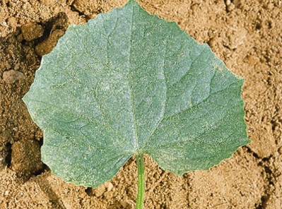 ハダニによるキュウリの被害葉