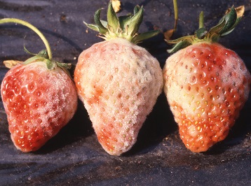 イチゴのうどんこ病