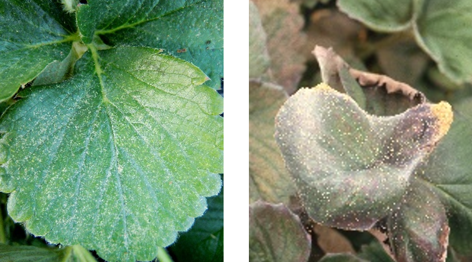 いちごハダニ被害