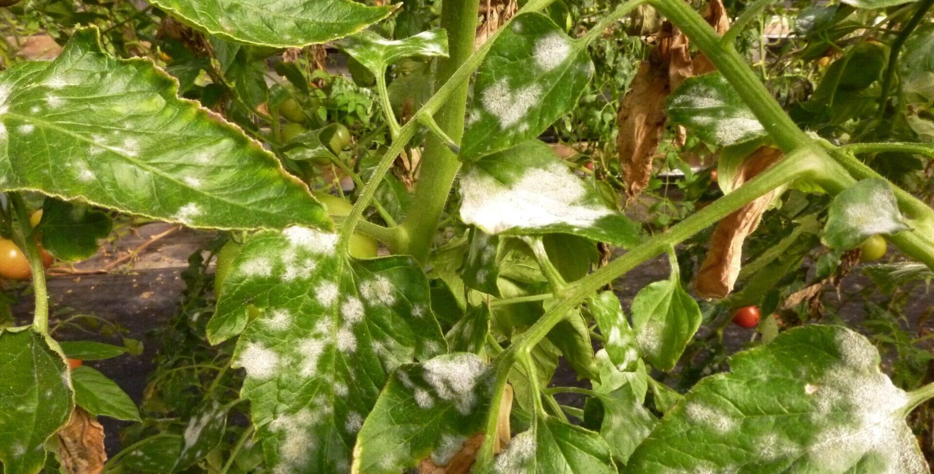 うどんこ病の発病葉