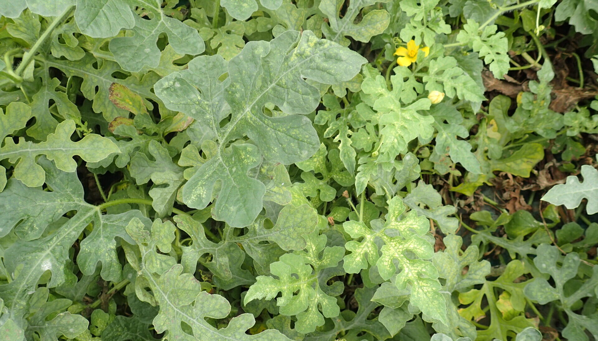 すいかハダニ被害