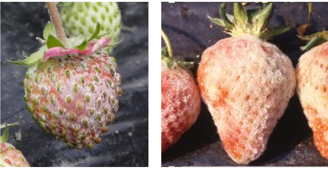 うどんこ病の発病果