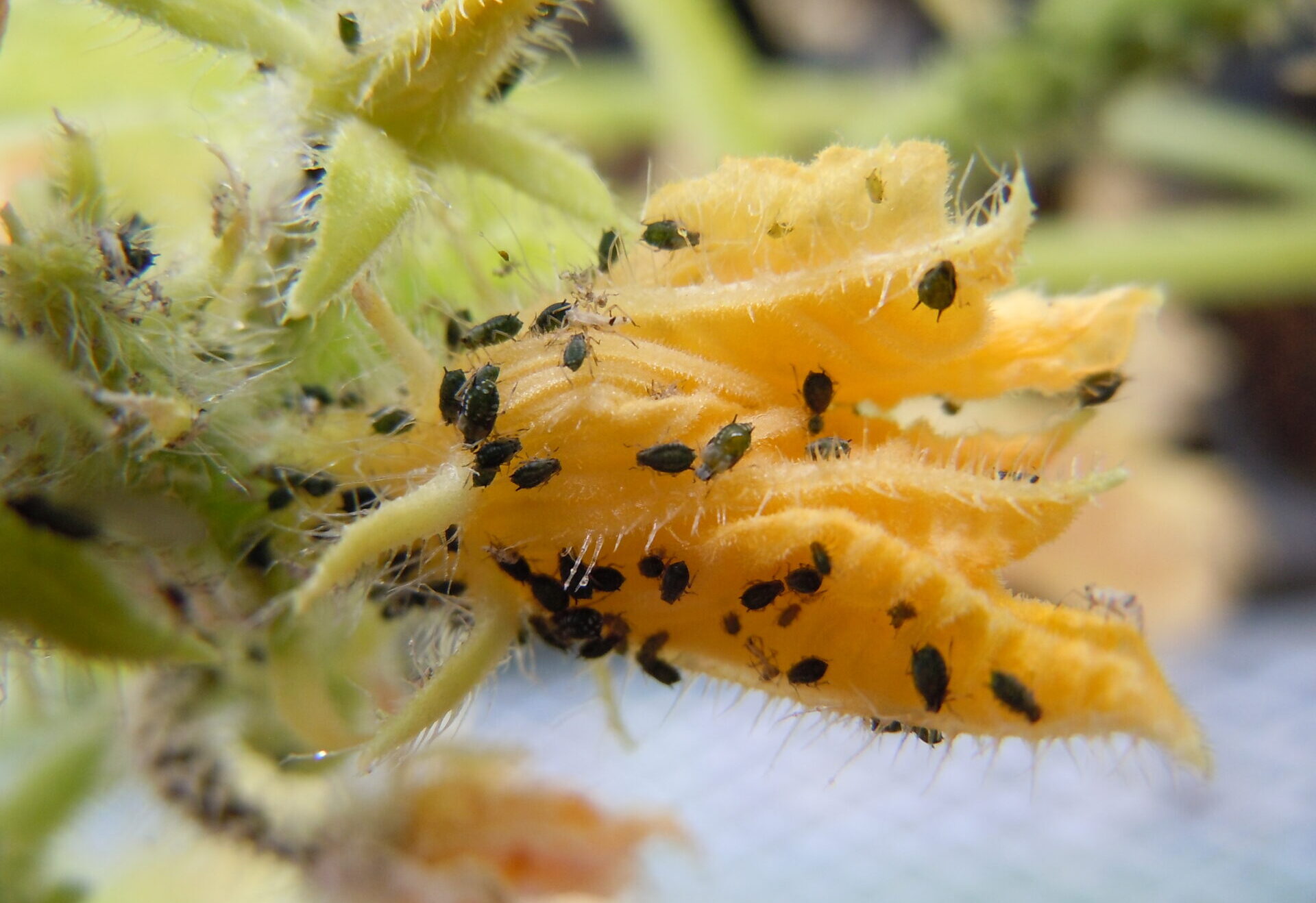 気門封鎖剤 病害虫対策 ハダニ類、アブラムシ類、うどんこ病