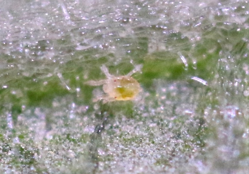 ナミハダニの幼虫