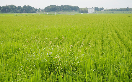 写真２ ノビエ