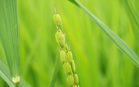 写真３ 雑草イネ