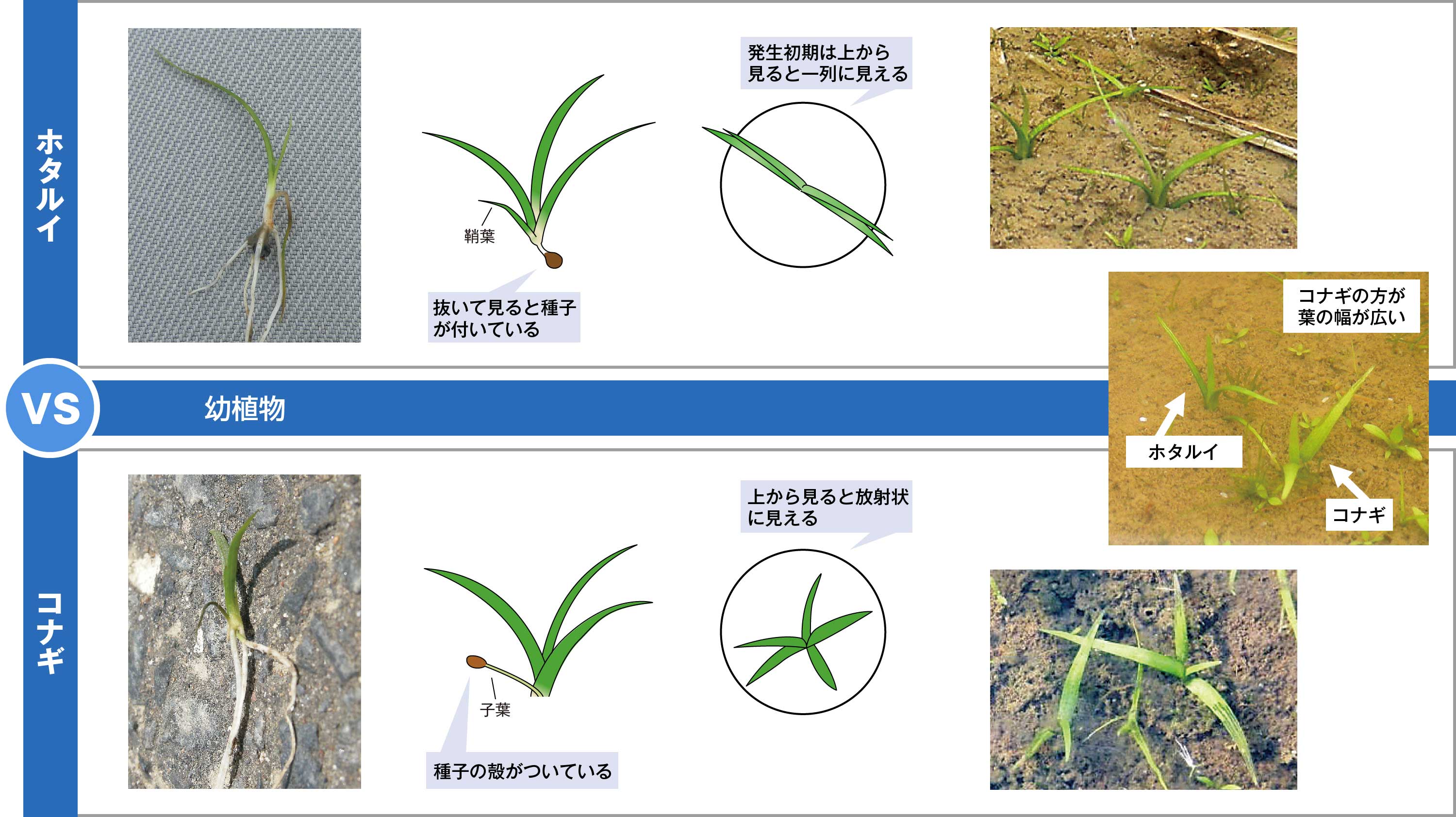 似た雑草の見分け方①