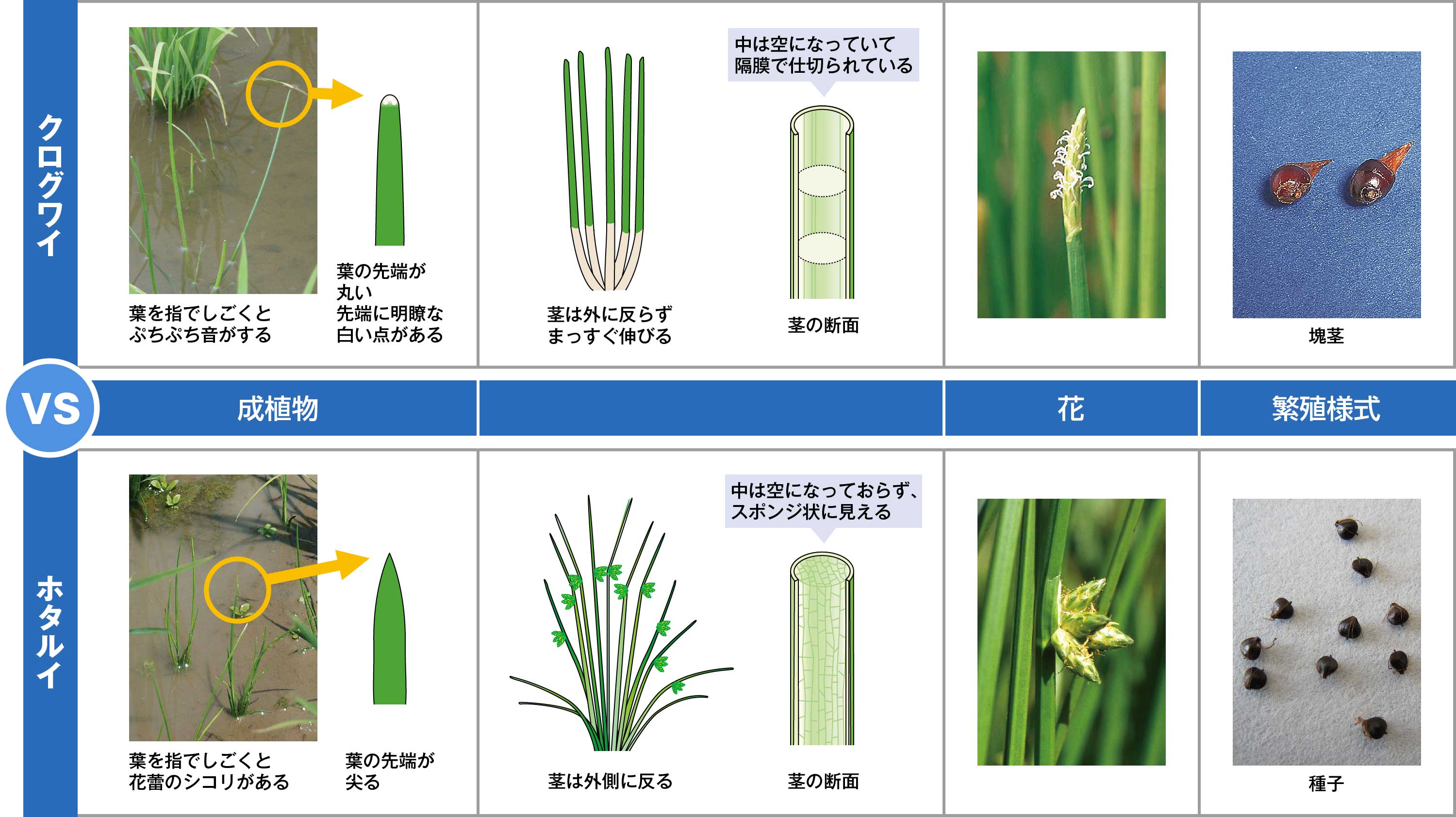 似た雑草の見分け方②