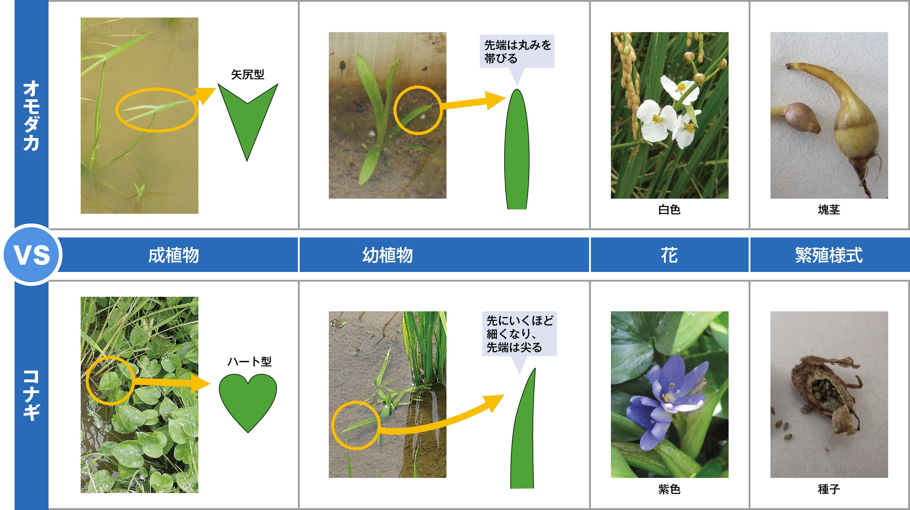 似た雑草の見分け方③