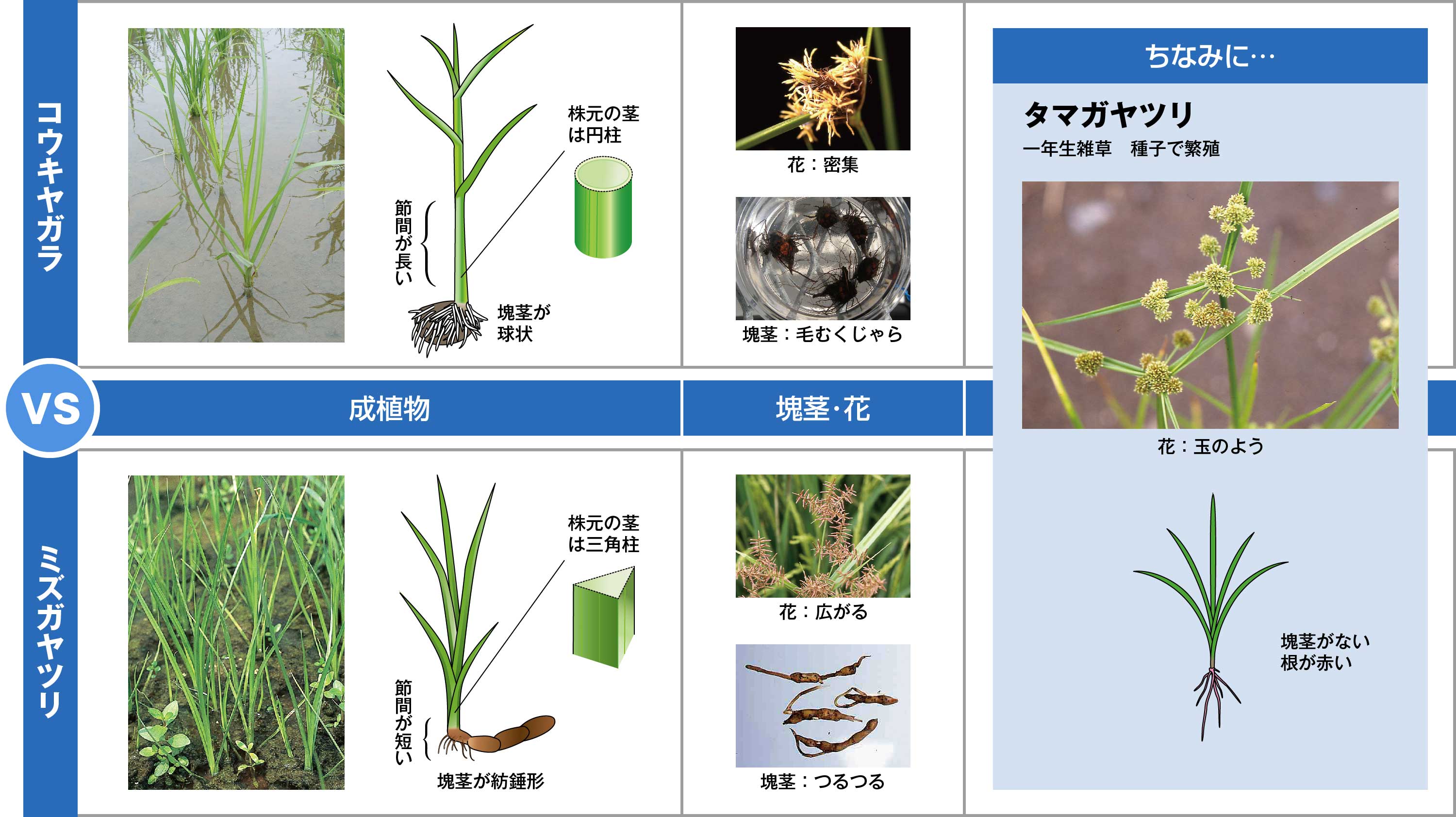 似た雑草の見分け方④