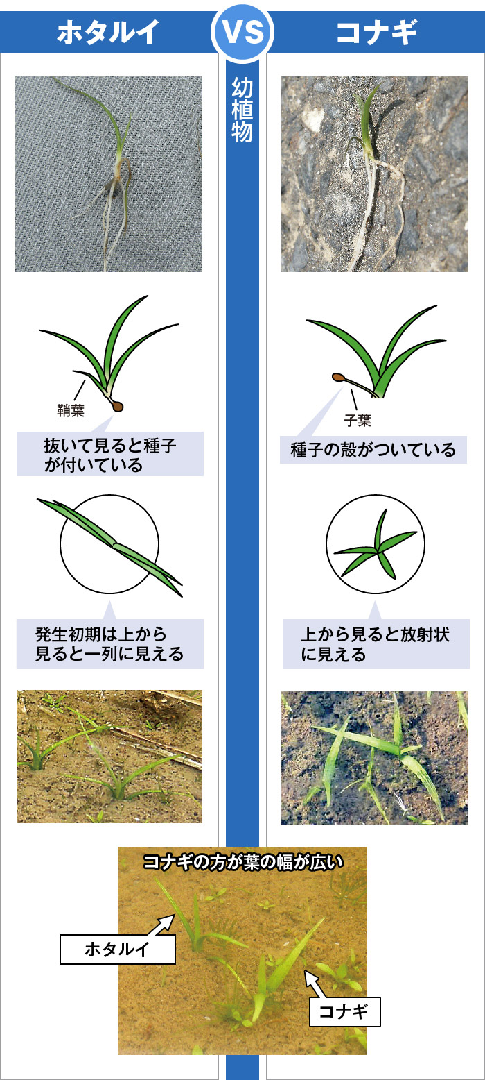 似た雑草の見分け方①