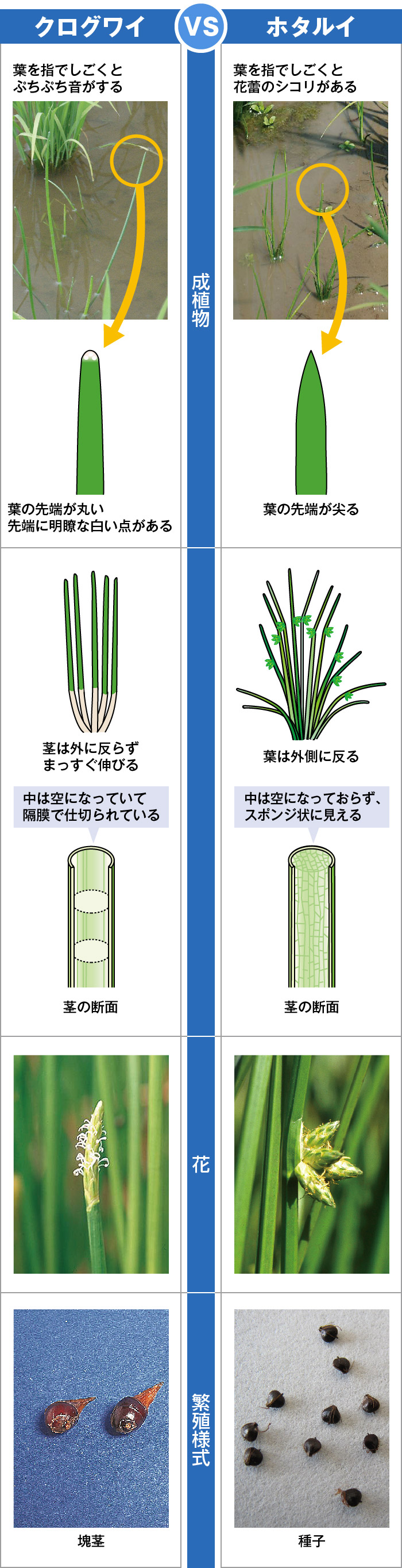 似た雑草の見分け方②