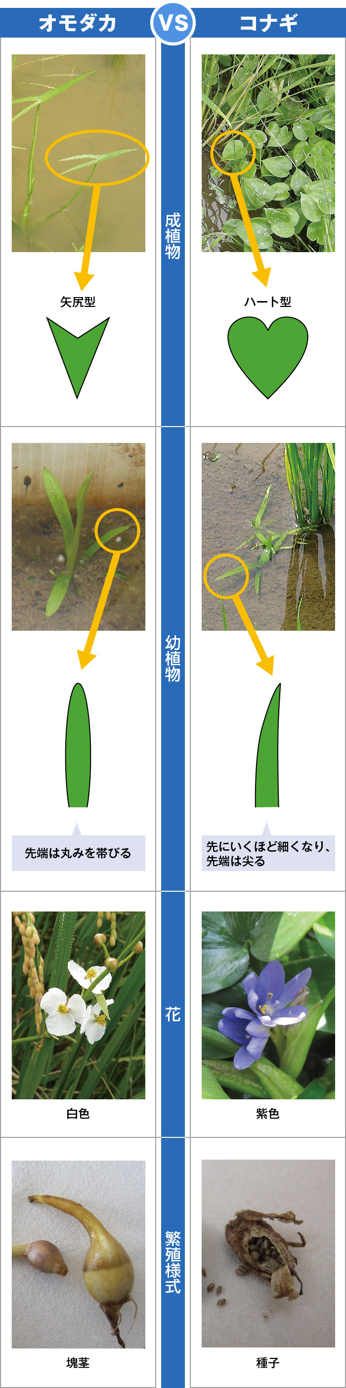 似た雑草の見分け方③